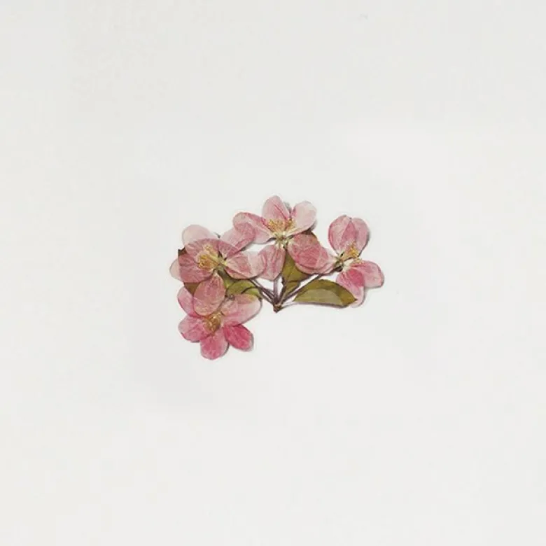 Appree | Pegatinas de Flores Prensadas Apple Blossom