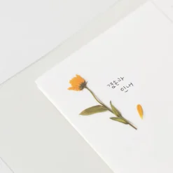 Appree | Pegatinas de Flores Prensadas Calendula