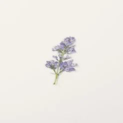 Appree | Pegatinas de Flores Prensadas Lilac