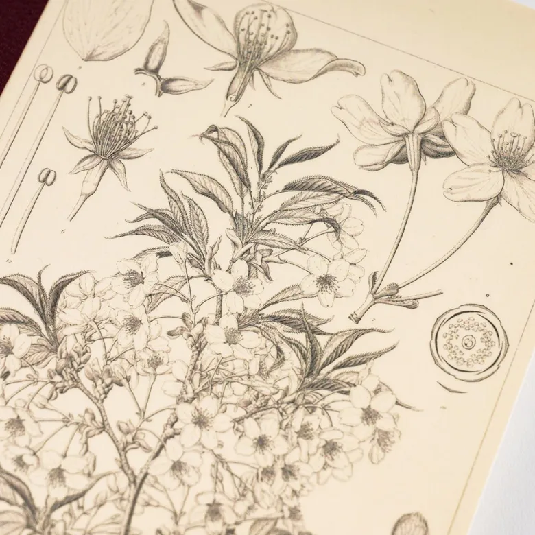 Hobonichi | Cuaderno Hobonichi Notebook A5 Tomitaro Makino (Cuadros)